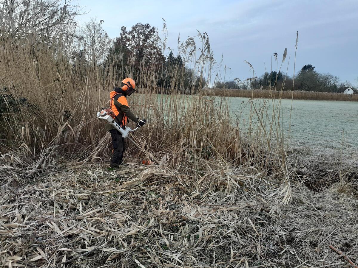 Schilf mähen