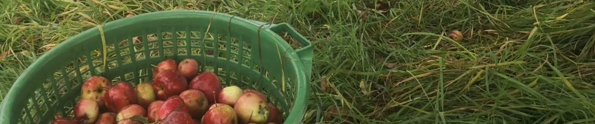 Erfolgreiche Apfelernte