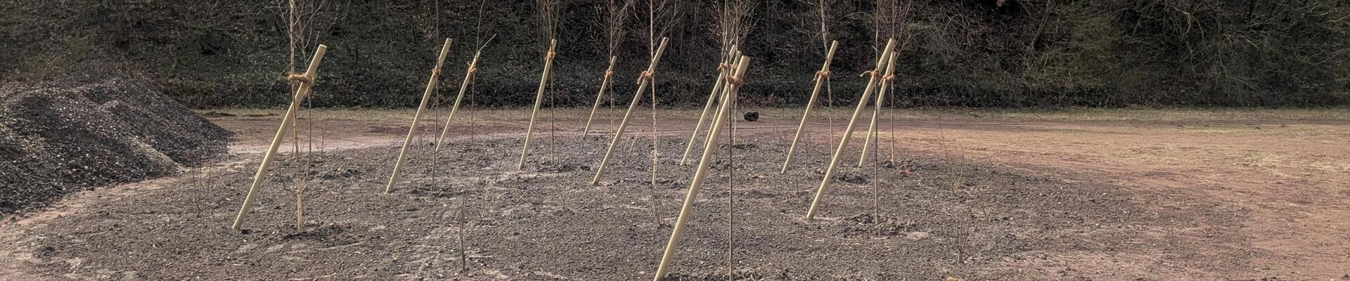 Sportplatz wird mit Bäumen bepflanzt